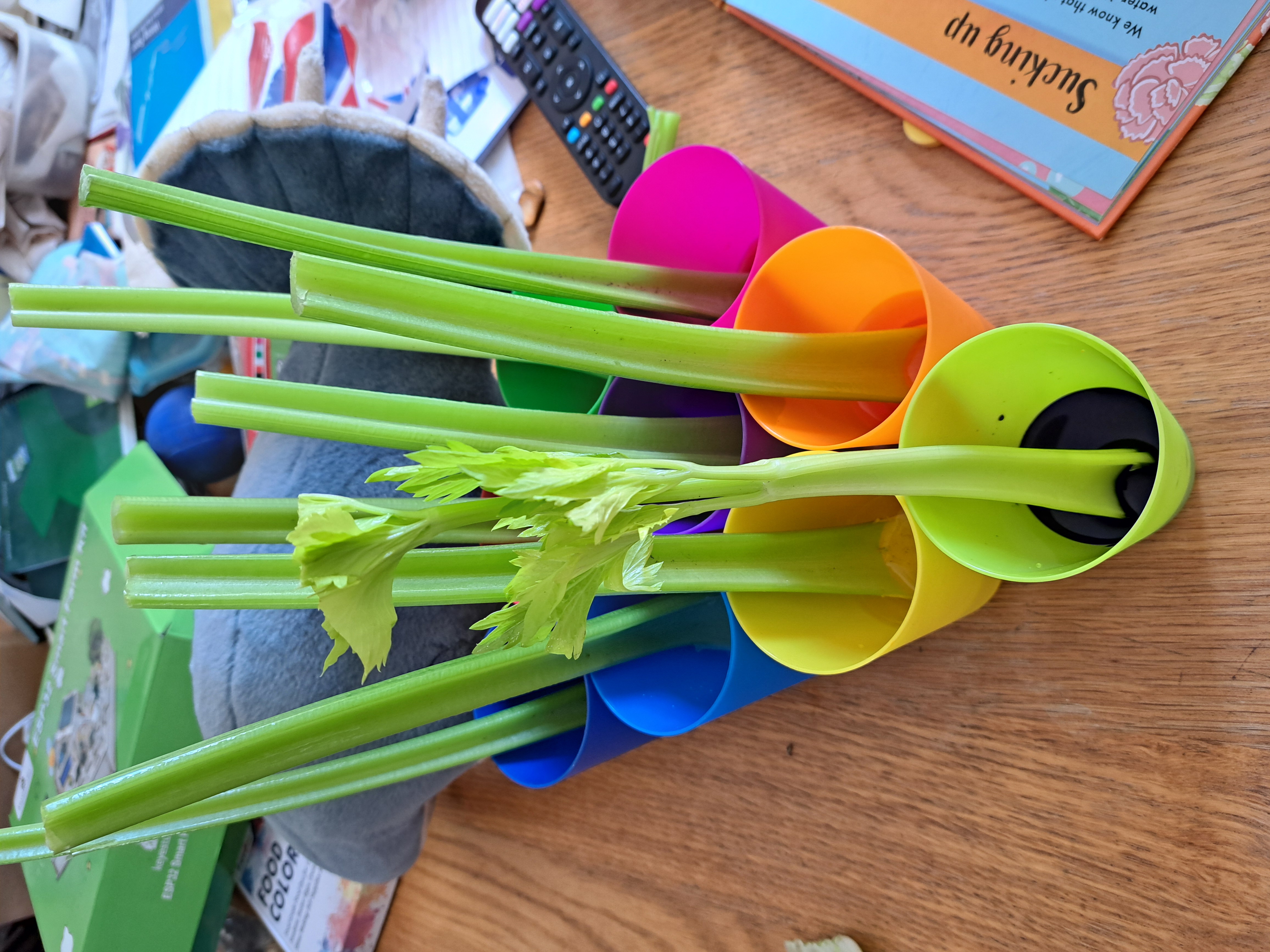 Celery ribs standing in cups of food colouring