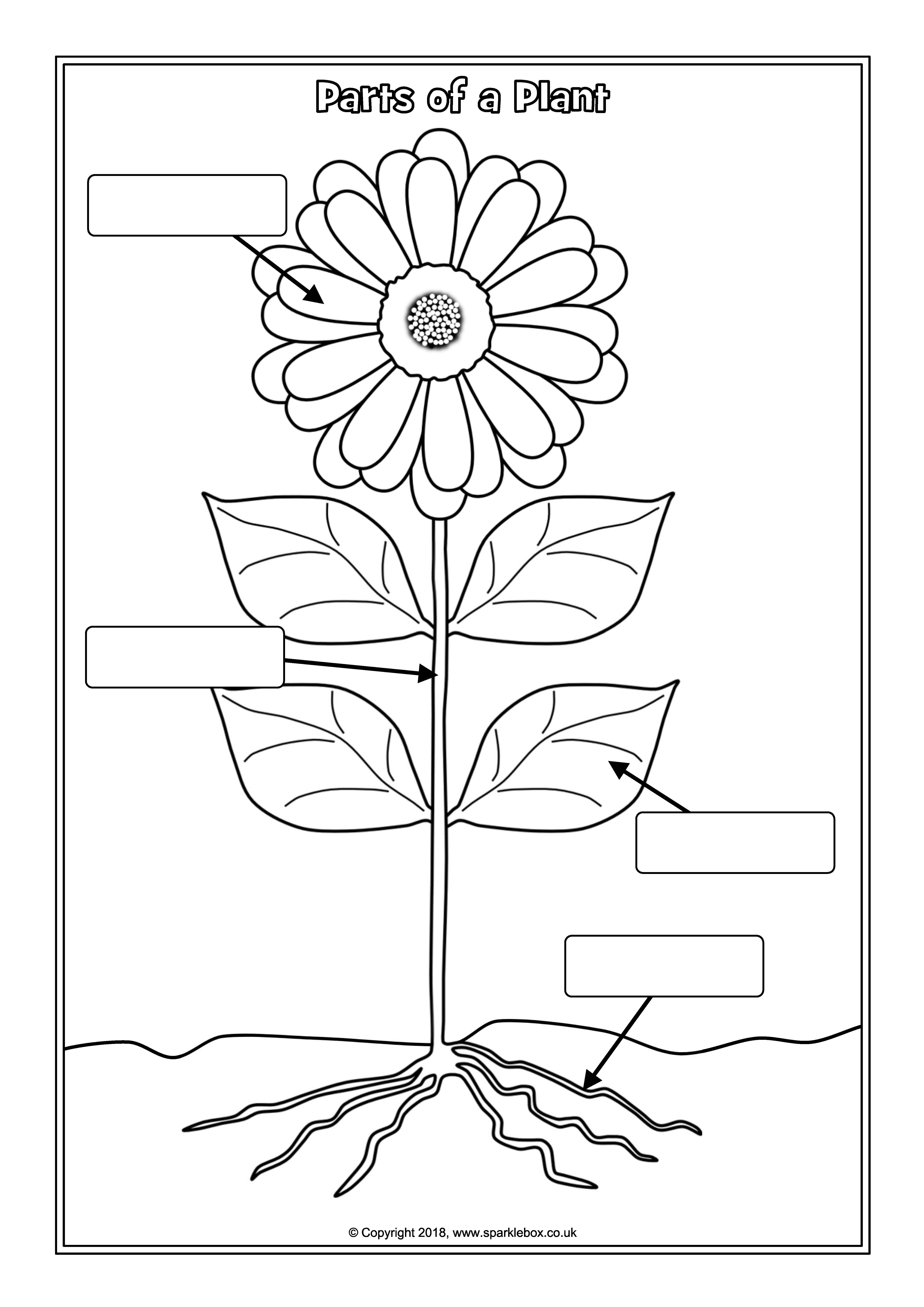 Parts of a Plant Worksheet