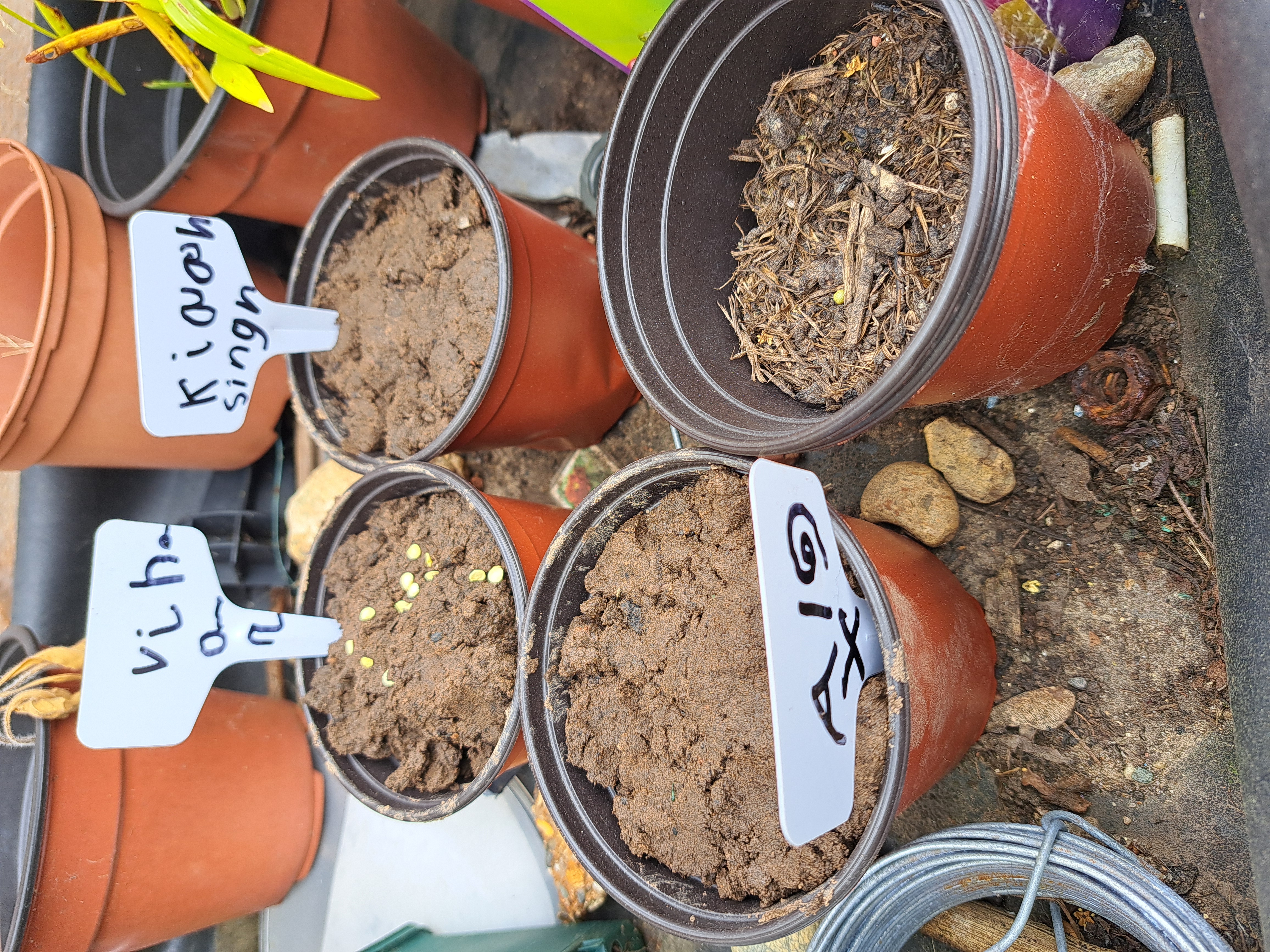 Plants Potted