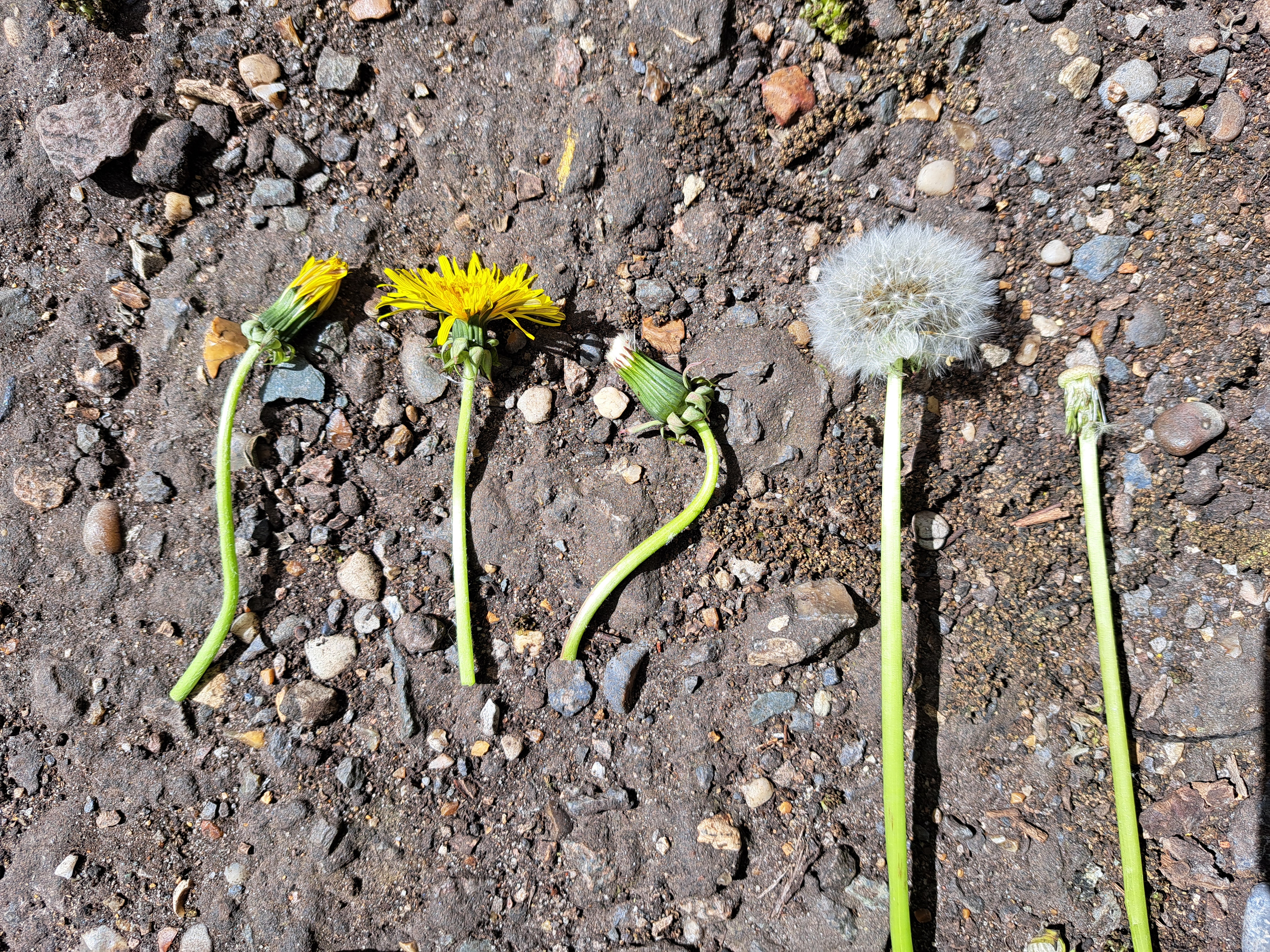 Plant Brought to Session