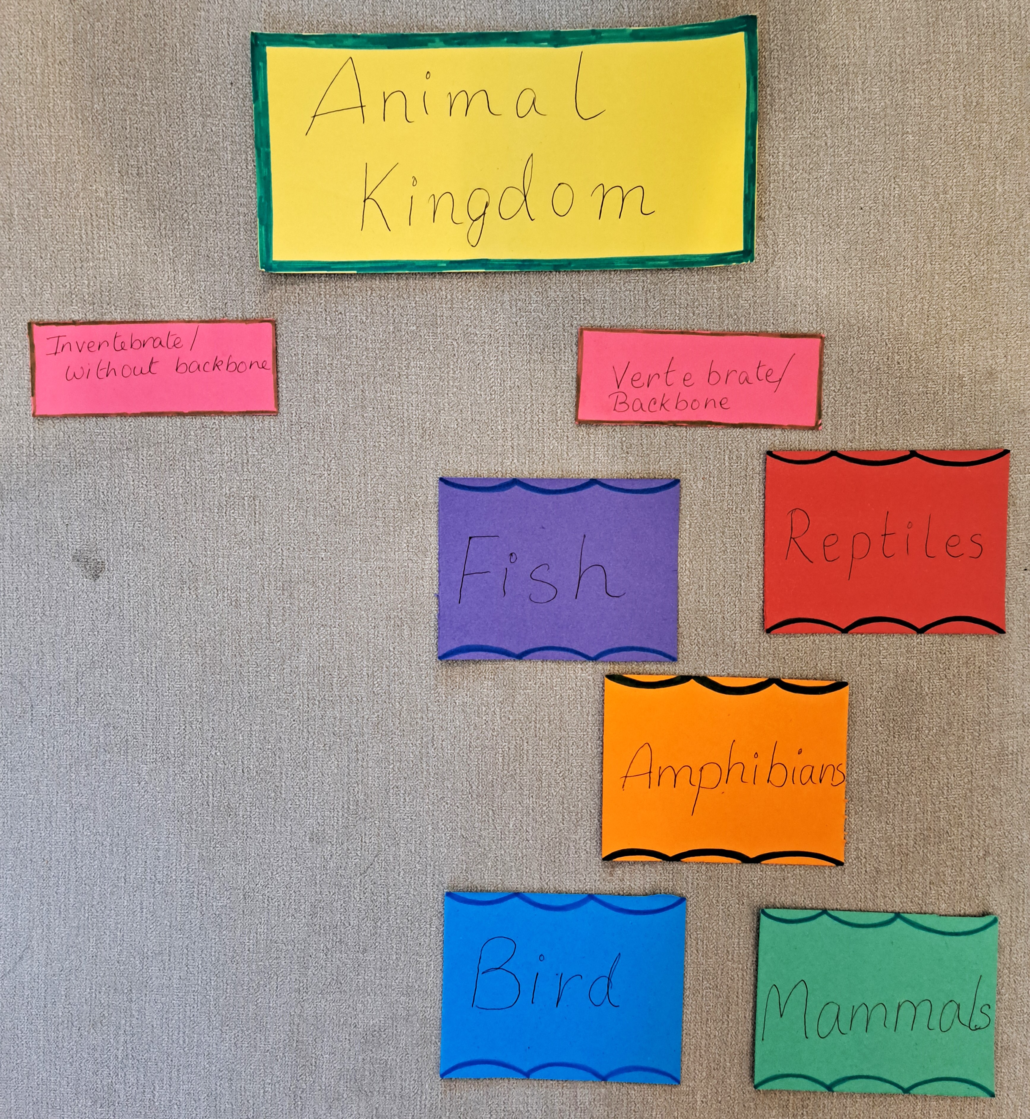 Flash Cards of Animal Kingdom groups