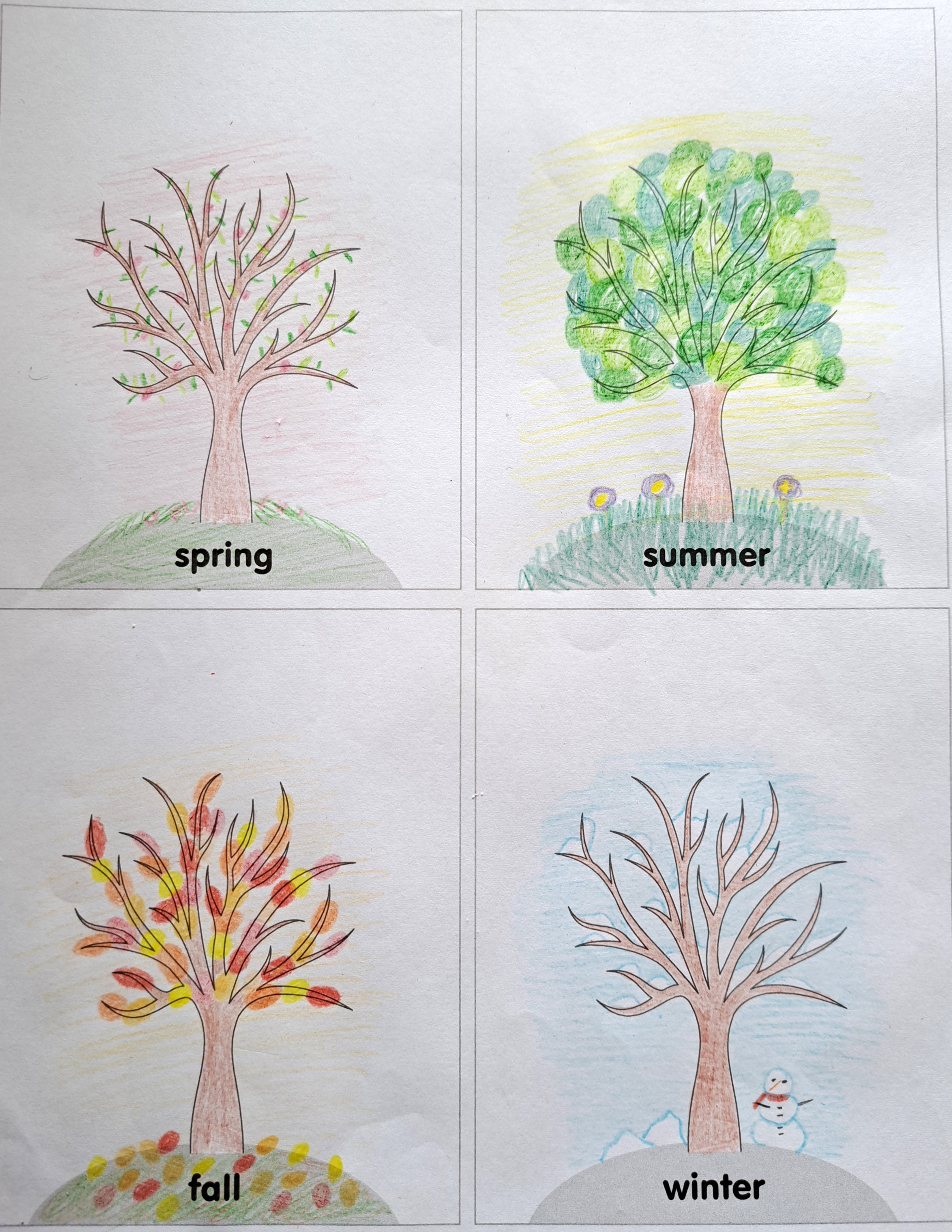 Trees in the different seasons