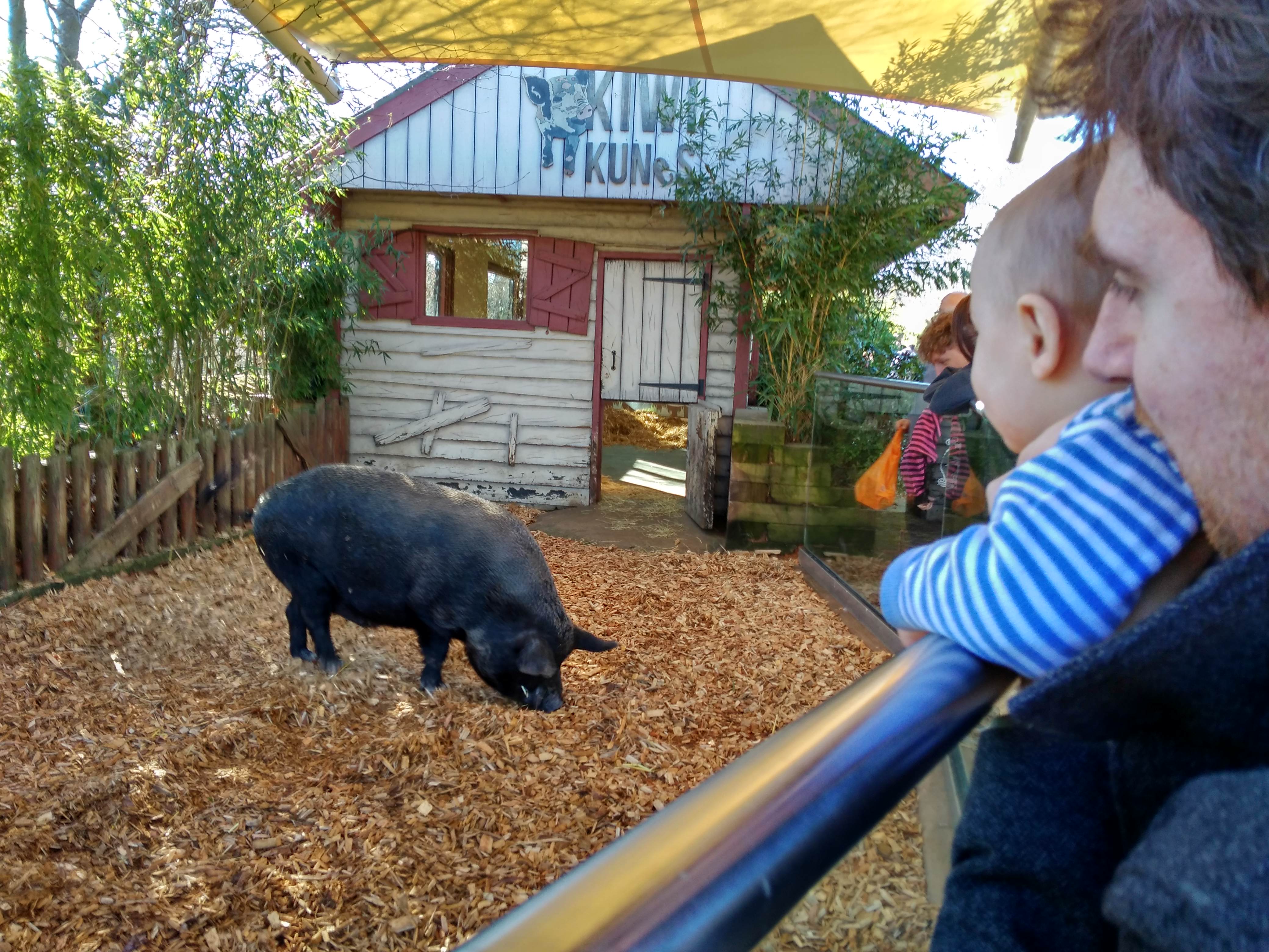 Pig at the zoo